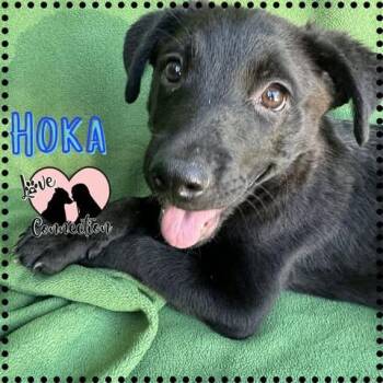 Hoka -  Labrador Retriever Dog for Adoption in Gilbert, Arizona - Hoka | PetCurious