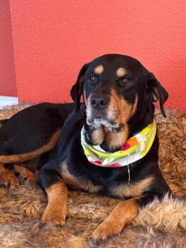 Rottweiler Dogs Available for Adoption - Amber | PetCurious