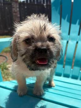 Neptune -  Pug and Shih Tzu Dog for Adoption in San Diego, California - Neptune | PetCurious