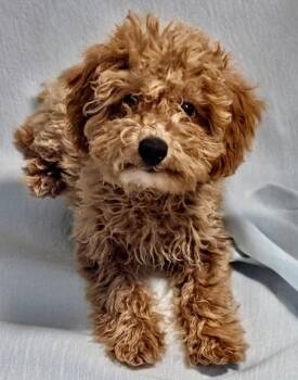 Cavalier King Charles Spaniel and Poodle Dogs Available for Adoption - Raggedy Anne-Cavapoo Puppy! | PetCurious