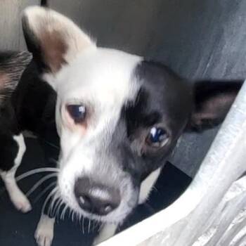 Phineas -  Terrier and Mixed Breed Dog for Adoption in San Antonio, Texas - Phineas | PetCurious