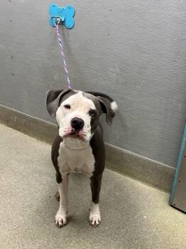 Pit Bull Terrier Dogs Available for Adoption in Las Vegas, Nevada - MARIGOLD | PetCurious