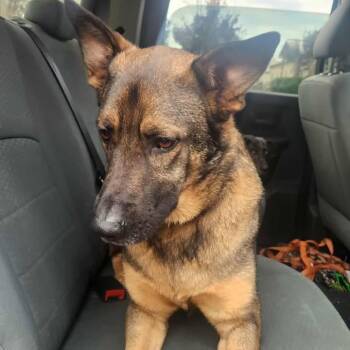 Rescue German Shepherd Dog Dogs for Adoption in Anderson, California - Baron | PetCurious