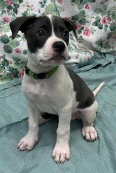 261317 Mymom -  American Bulldog Dog for Adoption in Wetumpka, Alabama - 261317 Mymom | PetCurious