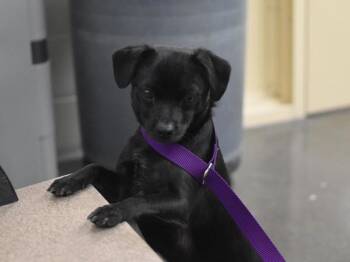 Midnight -  Pug and Chihuahua Dog for Adoption in Portland, Oregon - Midnight | PetCurious