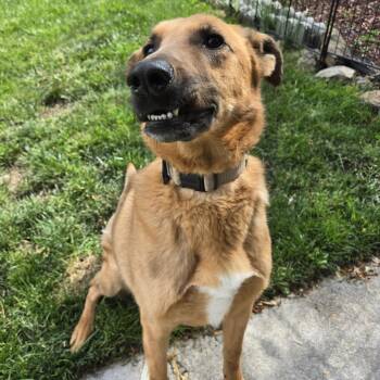 Rescue Shepherd and Mixed Breed Dogs for Adoption in Bellingham, Washington - Ralph | PetCurious