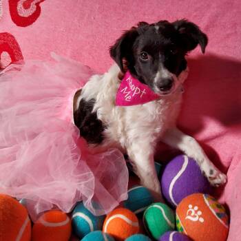 Dumpling -  Poodle and Spaniel Dog for Adoption in Kingsburg, California - Dumpling | PetCurious
