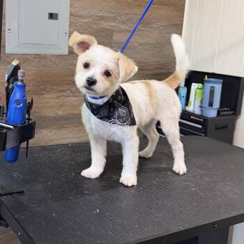 Balducci — The Little Gentleman With a Big Heart -  Maltese Dog for Adoption in Houston, Texas - Balducci — The Little Gentleman With A Big Heart | PetCurious