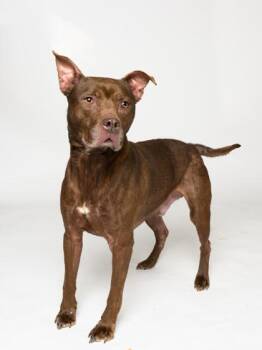 Pit Bull Terrier and Mixed Breed Dogs Available for Adoption in Atlanta, Georgia - Lucario | PetCurious
