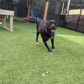 Zoey -  Mixed Breed Dog for Adoption in Pittsburgh, Pennsylvania - Zoey | PetCurious