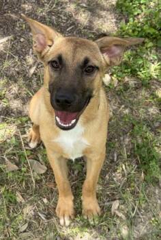 Shepherd and Mixed Breed Dogs Available for Adoption in San Antonio, Texas - Trevor | PetCurious