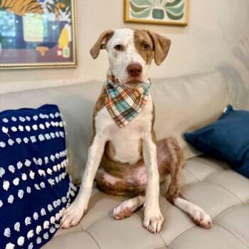 Carlos Tigre -  Pit Bull Terrier and Labrador Retriever Dog for Adoption in Friendswood, Texas - Carlos Tigre | PetCurious