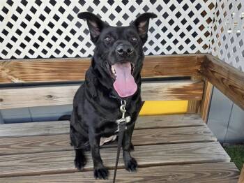 Rescue Labrador Retriever and German Shepherd Dog Dogs for Adoption in Omaha, Nebraska - EBIE | PetCurious