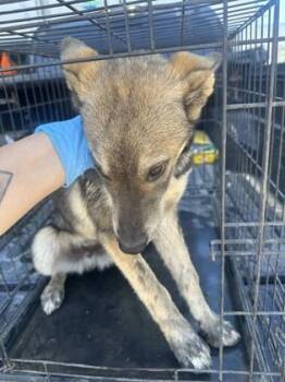 Akira -  Shepherd and Mixed Breed Dog for Adoption in Fresno, California - Akira | PetCurious