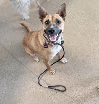 TAWNY V -  Shepherd Dog for Adoption in Fresno, California - TAWNY V | PetCurious