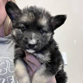 Mixed Breed Dogs Available for Adoption in Bismarck, North Dakota - Black Bear | PetCurious