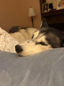 Husky Dogs Available for Adoption - Tiara | PetCurious