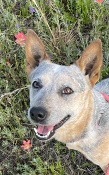 Cattle Dog Dogs Available for Adoption in Sadler, Texas - Shirley  | PetCurious