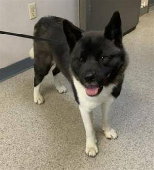 Akita and Mixed Breed Dogs Available for Adoption in Visalia, California - A252994 | PetCurious