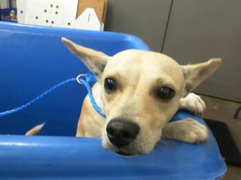 Rescue Mixed Breed Dogs for Adoption in Dallas, Texas - MAX | PetCurious