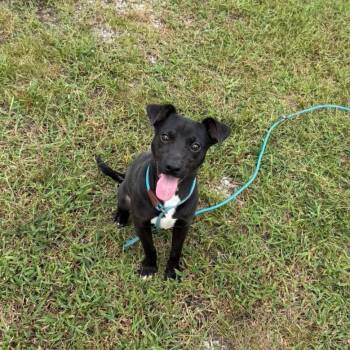 Briggs -  Mixed Breed Dog for Adoption in Lexington, Kentucky - Briggs | PetCurious