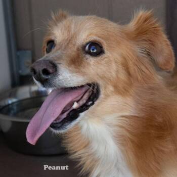 Peanut -  Dachshund Dog for Adoption in Yucaipa, California - Peanut | PetCurious