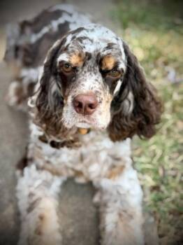 Daisy -  Cocker Spaniel Dog for Adoption in Austin, Texas - Daisy | PetCurious