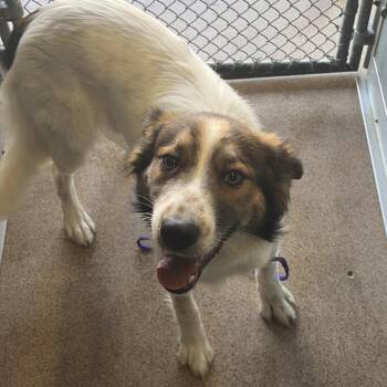 Danny -  Mixed Breed Dog for Adoption in Ardmore, Oklahoma - Danny | PetCurious