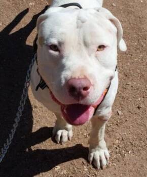 Rescue American Bulldog Dogs for Adoption in Encinitas, California - Harry (Courtesy Listing) | PetCurious
