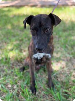 Monty -  Catahoula Leopard Dog Dog for Adoption in Paramus, New Jersey - Monty | PetCurious