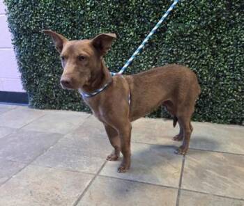 Prince -  Retriever and Mixed Breed Dog for Adoption in El Paso, Texas - Prince | PetCurious