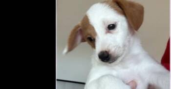 Blanche (Golden Girls) -  Poodle and Chihuahua Dog for Adoption in Gillsville, Georgia - Blanche (Golden Girls) | PetCurious