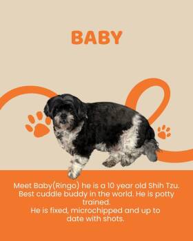 Shih Tzu Dogs Available for Adoption in Brigham City, Utah - Baby | PetCurious
