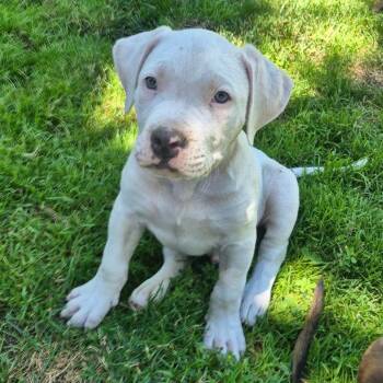 Spot -  American Staffordshire Terrier Dog for Adoption in West Richland, Washington - Spot | PetCurious