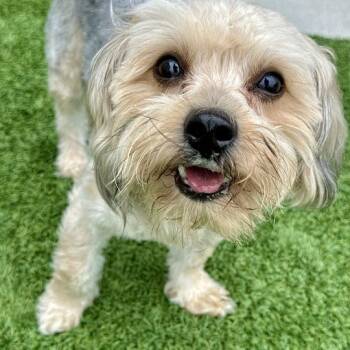 Dolphin -  Yorkshire Terrier Dog for Adoption in Matteson, Illinois - Dolphin | PetCurious
