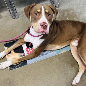 Rescue Mixed Breed Dogs for Adoption in Rock Falls, Illinois - Jasper | PetCurious