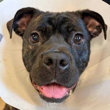 Sparkle -  Pit Bull Terrier and Boxer Dog for Adoption in Baltimore, Maryland - Sparkle | PetCurious