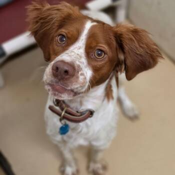 Max - Chino Hills Location -  Brittany Spaniel Dog for Adoption in Chino Hills, California - Max - Chino Hills Location | PetCurious