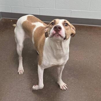 Pit Bull Terrier and Mixed Breed Dogs Available for Adoption - Daisy May | PetCurious