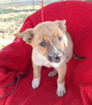 Australian Shepherd Dogs Available for Adoption - Allira MV14226-T LOCAL Adoption Event In Marysville 2/20 And 2/2 | PetCurious