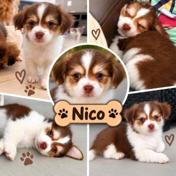 Nico -*Available 10/24*Chino Hills Location -  Papillon and Chihuahua Dog for Adoption in Chino Hills, California - Nico -*Available 10/24*Chino Hills Location | PetCurious