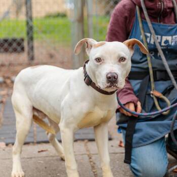 Pit Bull Terrier Dogs Available for Adoption - Byrd | PetCurious