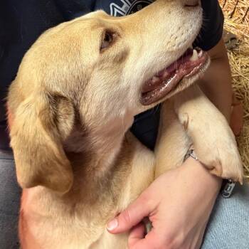 Sugar -  Labrador Retriever and Great Pyrenees Dog for Adoption in Asher, Oklahoma - Sugar | PetCurious
