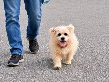 Maltese and Bichon Frise Dogs Available for Adoption in Princeton, Massachusetts - Sweet P | PetCurious