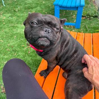 Duke of Snorts -  French Bulldog Dog for Adoption in Port Richey, Florida - Duke Of Snorts | PetCurious