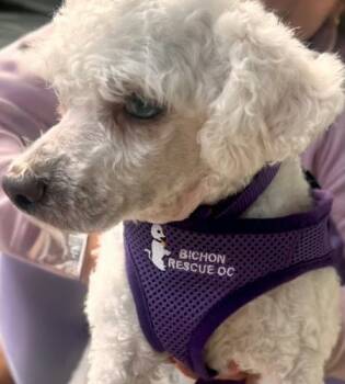 Rescue Maltese Dogs for Adoption in Placentia, California - Benji #531 | PetCurious