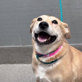 PANCAKE -  Pit Bull Terrier and Mixed Breed Dog Available for Adoption in Las Vegas, Nevada - PANCAKE | PetCurious