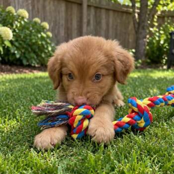 Pumpkin -  Australian Shepherd Dog for Adoption in Fort Worth, Texas - Pumpkin | PetCurious