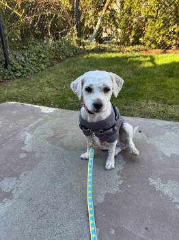Bichon Frise and Miniature Poodle Dogs Available for Adoption - Woodstock “Woody” | PetCurious