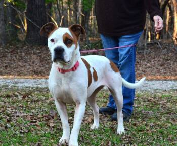 American Bulldog and American Bully Dogs Available for Adoption - Stacey | PetCurious